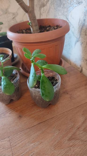 Другие комнатные растения: Толстянка,сансевиерия. Продаю толстянку! Есть взрослое растение - — 5