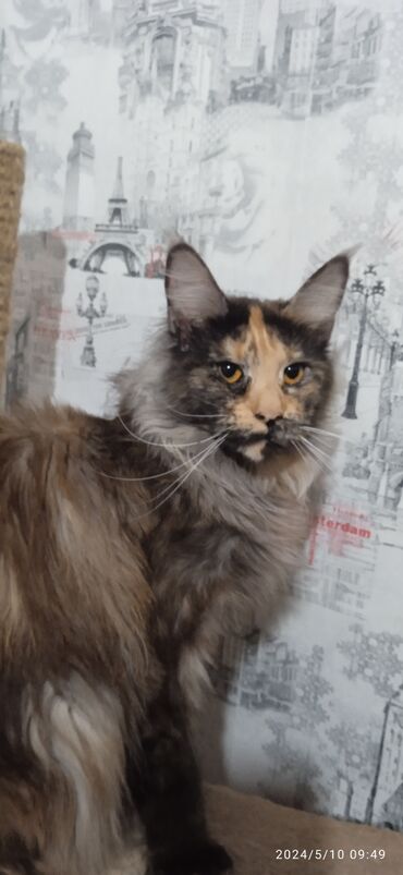 британский кот: Мейн-Кун ❤️ Полидакт,6/6Шикарная девочка.Продается с документами и