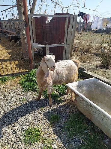 Digər kənd təsərrüfatı heyvanları: Hələb keçiləri satılır.2ana 5bala — 8