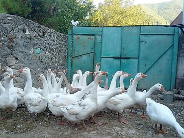ördək balası və cücə: Salam 20 ədəd Linda qazlardır 5 aylıqdılar 4 kq çəkiləri var 25 — 1