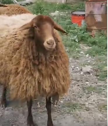 südlük inek satilir: Qoyunlar – yerli cins, qəhvəyi rəngli - Say: 2 baş 2 dişi Qala — 10