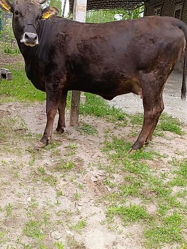 Коровы, быки: Продаю | Корова (самка) — 8