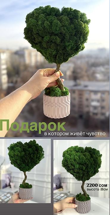 Декоративные цветы: Деревья-бонсай из натурального стабилизированного мха🌳 -это — 52
