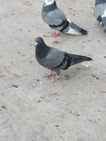 tap az goyercin satisi: Salam təmiz qan ağ baş tam sağlam — 5