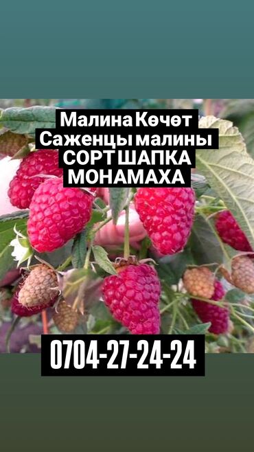 семена кукурузы бишкек: Саженцы : Малина, Самовывоз, Платная доставка