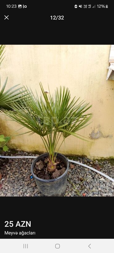 Tinglər: Müxtəlif dekorativ və meyvə ağaclarının tingləri. • Xurma-narıngi — 12