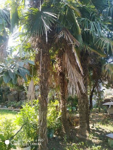 diffenbaxiya bitkisi haqqında: Salam palma ağacları 1m-6m (1m 3 eded, 2m-2 eded, 4m-3 eded, 5m-7