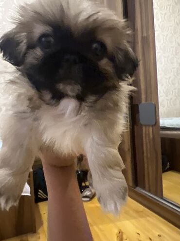 coban iti balası: Pekines, 1 ay, Dişi, Peyvəndli, Ünvandan götürmə, Pulsuz çatdırılma, Ödənişli çatdırılma