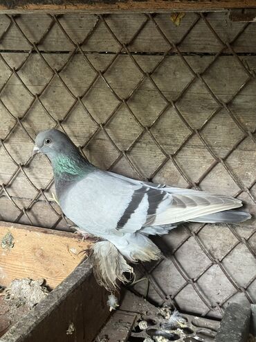 бойцовая птица: Продаю молодых голубей!голубь с греблей