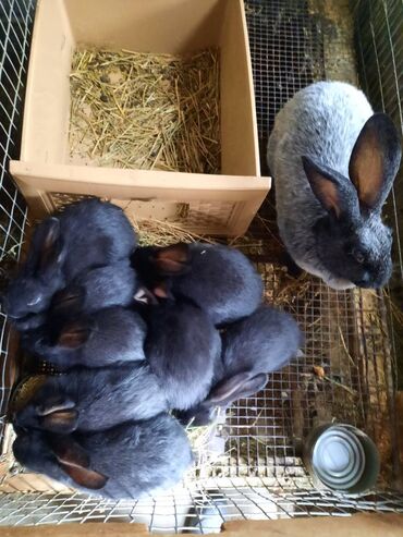 декоративные кролики купить: Крольчата Полтавское Серебро возраст 1 месяц