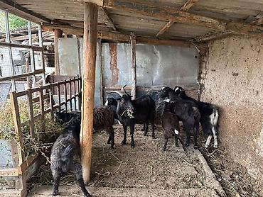 Продам с/х животных: Продаю | Коза (самка), Козлёнок | Полукровка | Для разведения | Котные — 2