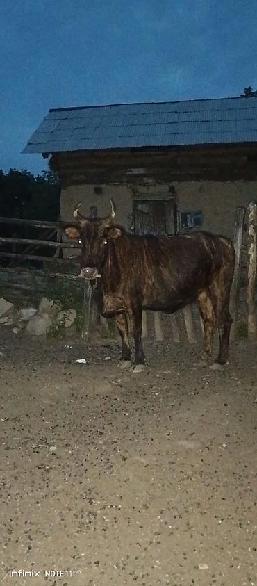 jersey cinsi: Qara-zolaqlı rəngdə, buynuzlu erkək mal-qara (öküz). Orta-böyük bədən — 4