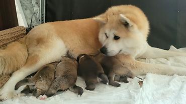 İtlər: Akita-inu — 7
