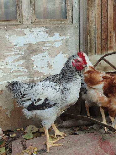 Toyuqlar: Tam ev şəraitində bəslənmiş rəngli kənd beçələridir.çəkiləri 1 -da lalafo.az — 2 Toyuqlar: Tam ev şəraitində bəslənmiş rəngli kənd beçələridir.çəkiləri 1 — 2