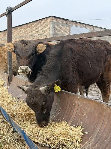 Коровы, быки: Продаю | Бык (самец) at lalafo.kg — 2 Коровы, быки: Продаю | Бык (самец) — 2