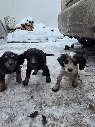 Продажа собак: Щенки спаниеля - Помет от породистой мамы-спаниеля (на фото рядом с — 7