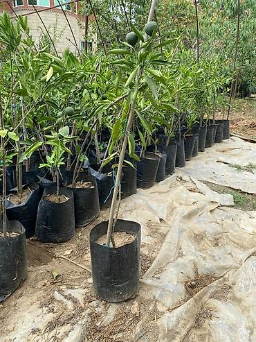 zeytun ağacı satışı: Lənkəran Mandarin ağacı fidanları - Növ: Mandarin (meyvə verən calaq — 2
