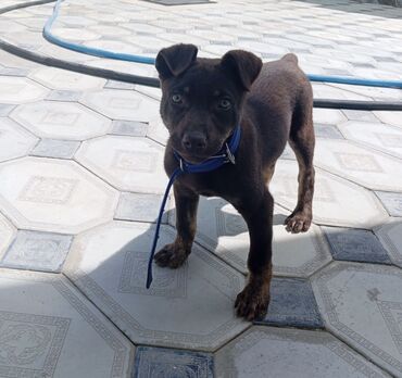 İtlər: Doberman, 3 ay, Erkek, Ünvandan götürmə