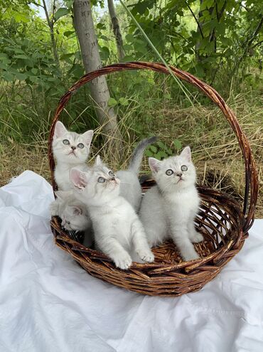 шотландская вислоухая кошка черная: Скотиш Страйт (Шотландиялык тик кулактуу), 2 айлык, Эркек, Күмүш өңдүү шиншилла, Лотокко барууга үйрөтүлгөн, Курттардан тазаланган