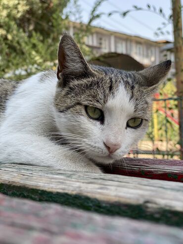 котята бесплатные: Писать ваццап. ЗАБЕРИТЕ ПОЖАЛУЙСТА КОШКУ🙏🙏 Она у нас девочка, и