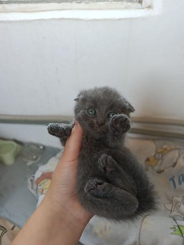 котята свинкс: 1 месяц, Мальчик, Серый, Приучена к лотку — 3