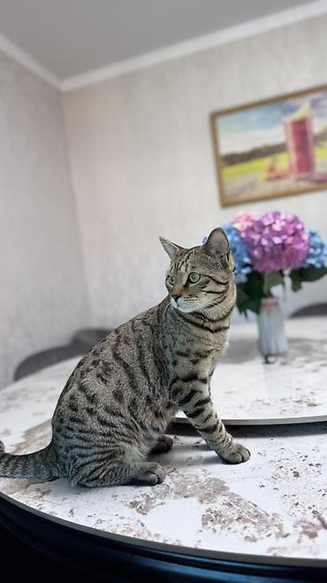 британский кошки: 🐾 Продаётся бенгальский котик 🐱 Продаётся бенгальский кот окраса — 1