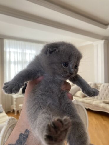 Pişiklər: Şotland, Ünvandan götürmə — 2