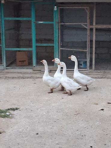 Сельхозптицы: Ağ qazlar – 4 baş
1 erkekdir, 3 dişidir — 3