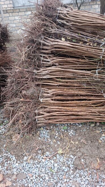 Tinglər: Təmiz və sağlam tingler isteyirsinizse bzmle əlaqə saxlaya blərsniz -da lalafo.az — 3 Tinglər: Təmiz və sağlam tingler isteyirsinizse bzmle əlaqə saxlaya blərsniz — 3