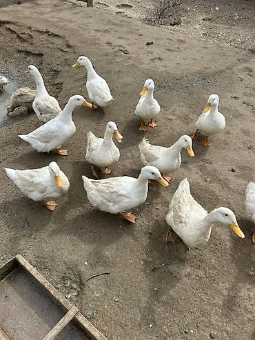 K/t heyvanları və malları: Ağ Pekin ördəkləri – təsərrüfat üçün çox məhsuldar ət və yumurta — 3