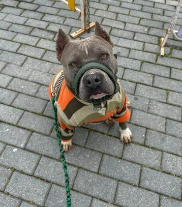 İtlər: Staffordşir bulterier, 2 il, Dişi, Peyvəndli -da lalafo.az — 7 İtlər: Staffordşir bulterier, 2 il, Dişi, Peyvəndli — 7