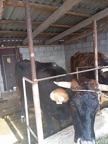 Коровы, быки: Продаю | Корова (самка) | Для молока | Привязанные — 5