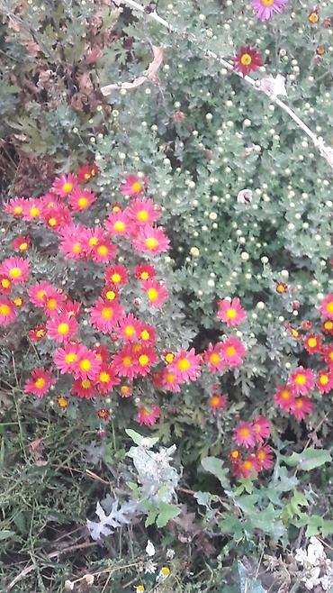 Гортензия: Гортензия БЕЛАЯ садовая. Крупные БЕЛЫЕ шары с футбольный мяч — 9