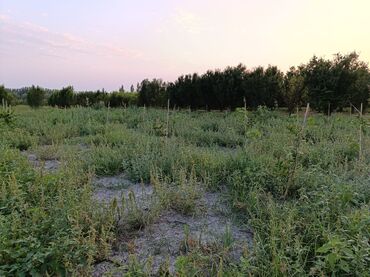 qobuda torpaq satılır: 2000 sot, Kənd təsərrüfatı, Mülkiyyətçi, Bələdiyyə