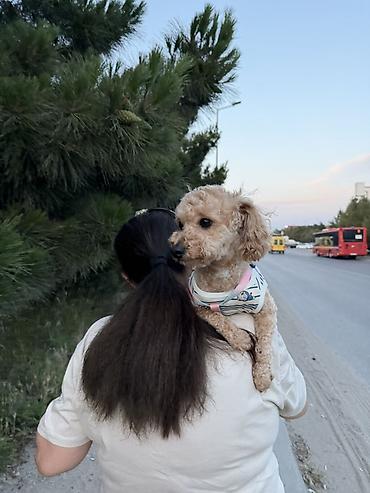 kicik: Pudel, 1 il, Dişi — 2