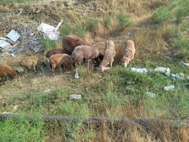 bakida cins ineklerin satisi: Erkək, il: 1, 10 kq, Damazlıq, Ünvandan götürmə