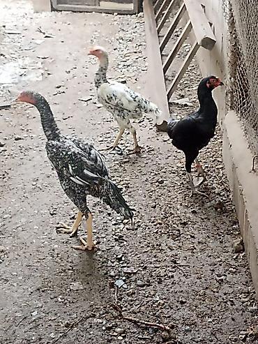 Toyuq, Damazlıq lalafo.az -da Toyuq, Damazlıq