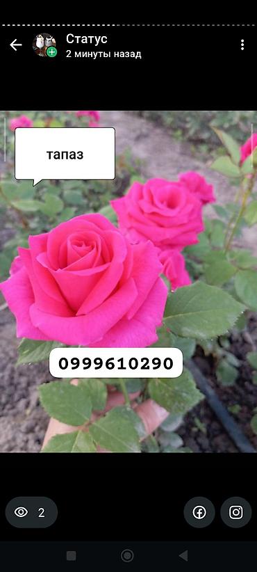 Rose saplings: Саженцы роз в контейнерах - Ассортимент садовых роз (разные сорта и — 28