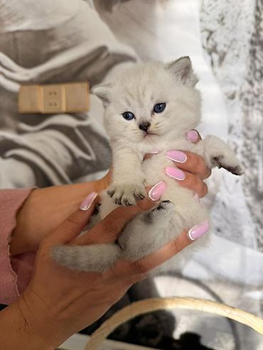 Pişiklər: Britan — 6