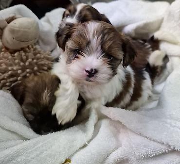 Продажа собак: ПРОДАЮТСЯ ЩЕНКИ ШИ-ТЦУ!!! 3 мальчика и 2 — 6