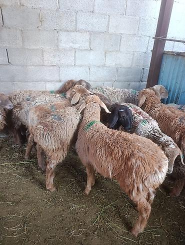 собаки и щенки в дар: Продаю | Овца (самка), Ягненок | Полукровка, Арашан | Для разведения | Ярка — 4
