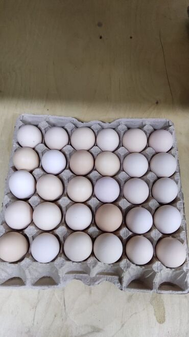 манеж для животных: Продается инкубационное яицо Порода COBB 500 по дополнительным