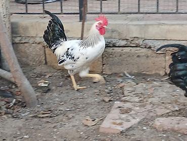 Xahiş olunur elanı diqqətlə oxuyun 4 ədəd xoruzdu Qırmızı yekə 1 yaş lalafo.az -da Xahiş olunur elanı diqqətlə oxuyun 4 ədəd xoruzdu Qırmızı yekə 1 yaş