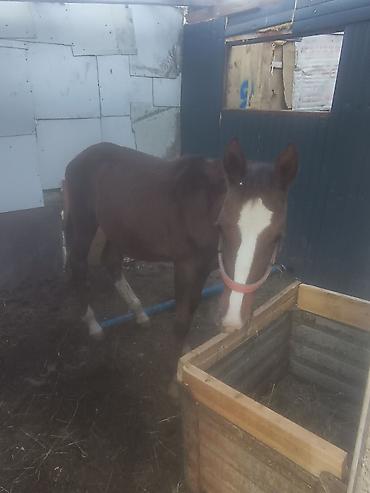 Жылкылар, аттар: Сатам | Байтал | Жумушка — 4