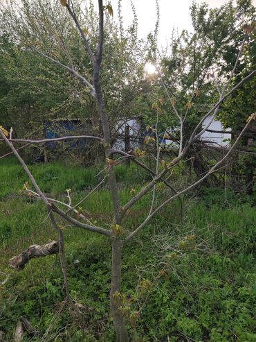 Torpaq sahələrinin satışı: 25 sot, Tikinti, Mülkiyyətçi, Kupça (Çıxarış) -da lalafo.az — 5 Torpaq sahələrinin satışı: 25 sot, Tikinti, Mülkiyyətçi, Kupça (Çıxarış) — 5