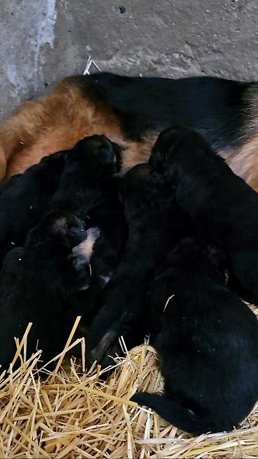 doberman balasi satilir: Alman çoban iti, 1 ay, Ünvandan götürmə, Ödənişli çatdırılma — 2
