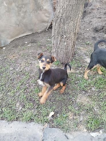Отдам даром собаку: Щенки среднего типа,метисы,4 месяца, жёсткошёрстные, окрас — 4