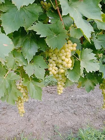 Meyvə və giləmeyvə: Məhsul: Avatar kişmişi (uzun, barmaq formalı qara üzüm sortu) - — 22