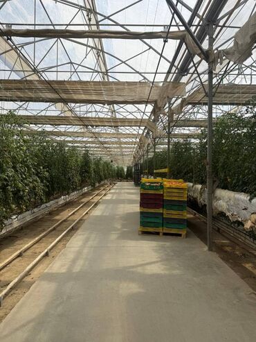 Kommersiya daşınmaz əmlakının satışı: Satılır: 10 hektar çıxarışlı torpaq – müasir istixana və kəsim sahəsi — 9