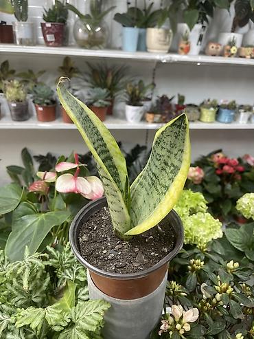 змея для дома: Сансевиерия (Sansevieria, «щучий хвост») в горшке. - Компактный — 1